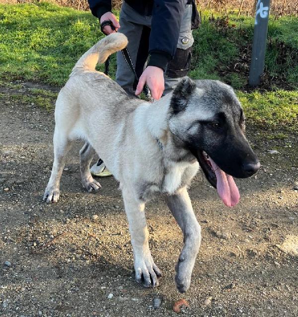 ATHENA CUCCIOLA  Foto 2